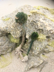 Penicillus dumetosus