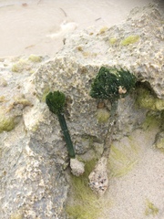 Penicillus dumetosus