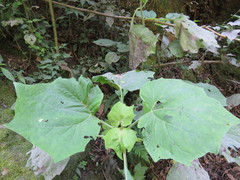 Podachaenium eminens