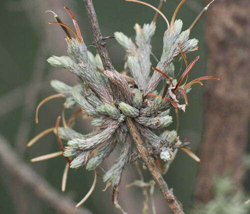 Tillandsia minutiflora, photograph 5