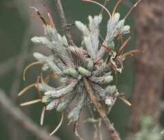 (c) Rosario Douglas, some rights reserved (CC BY) Tillandsia minutiflora, photograph (c) Rosario Douglas, some rights reserved (CC BY)