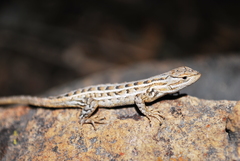 Sceloporus unicanthalis