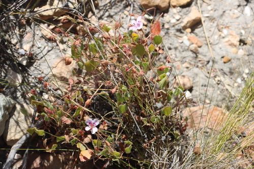 Common Ovalleaf Storksbill (Pelargonium ovale)