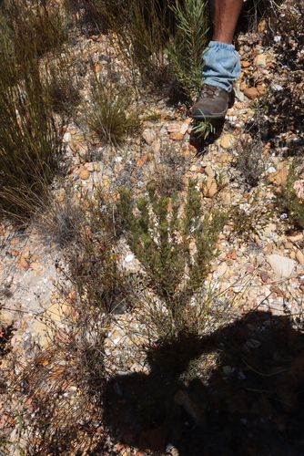 Hexriver Spiderhead (Serruria dodii)