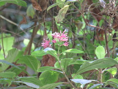 Fuchsia arborescens