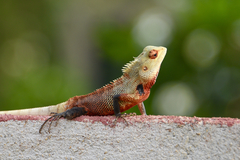 Calotes versicolor