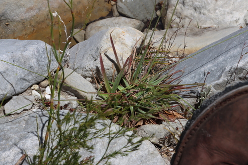 Leafy Rush (Juncus lomatophyllus)