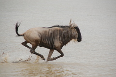 Connochaetes taurinus albojubatus