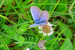 Plebejus argus