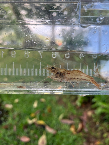 Macrobrachium grandimanus observed 2026-03-11