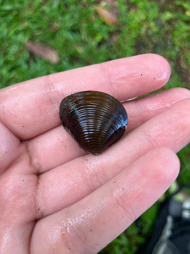 Corbicula fluminea observed 2026-03-11