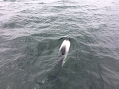 Cephalorhynchus commersonii