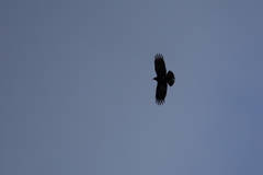 Pyrrhocorax pyrrhocorax erythroramphos