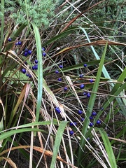 Dianella ensifolia