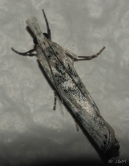 Crambus sparsellus