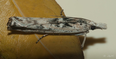 Crambus sparsellus