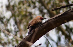 Colaptes auratus mexicanoides