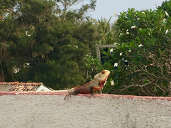 Calotes versicolor