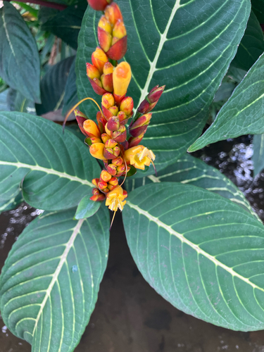 Sanchezia parvibracteata observed 2026-03-11