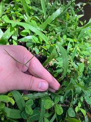 Paspalum conjugatum, recorded budding