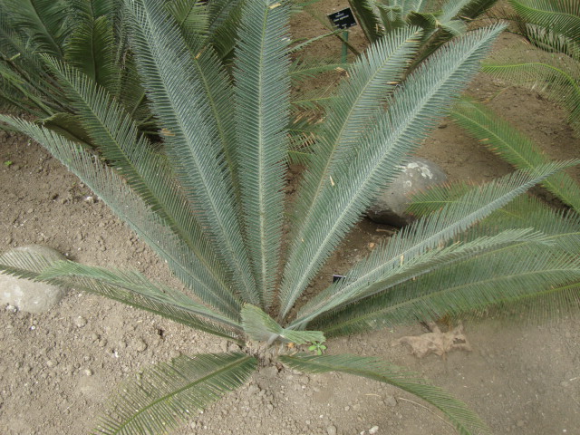 Dioon argenteum