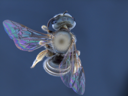 iNaturalist observation photo of Furrow Bees