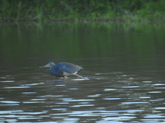 Egretta tricolor image