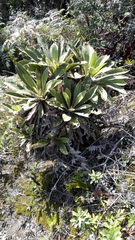 Espeletia corymbosa