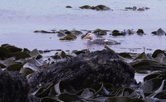 Tachyeres brachypterus