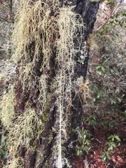 Usnea subgracilis