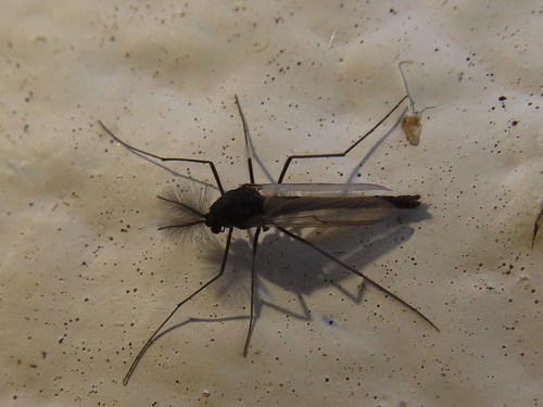 Unknown species found near Union Bridge, MD 21791, USA