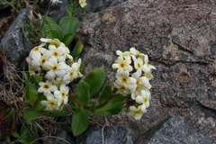 Myosotis traversii cantabrica