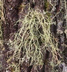 Usnea subgracilis