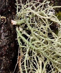 Usnea subgracilis