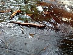 Chiropterotriton orculus