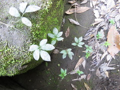 Solanum appendiculatum