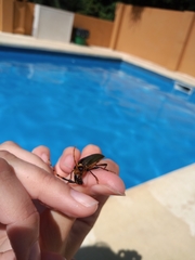 Retrachydes thoracicus
