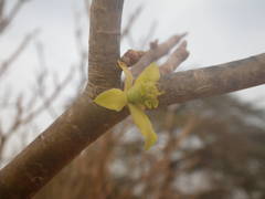 Euphorbia balsamifera subsp. sepium image