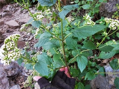 Ageratina pichinchensis
