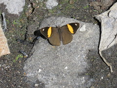 Diaethria pandama