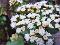 Ageratina pichinchensis