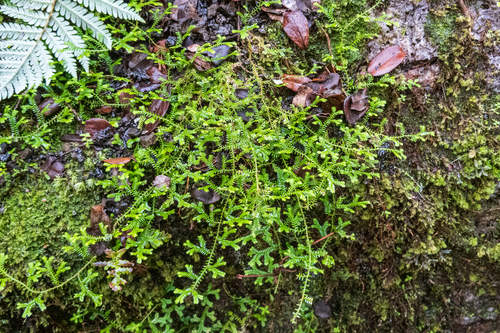 Selaginella kraussiana, 2026-02-27