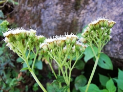 Ageratina pichinchensis
