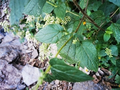 Ageratina pichinchensis