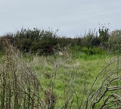 Polioptila californica