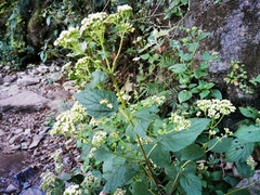 Ageratina pichinchensis