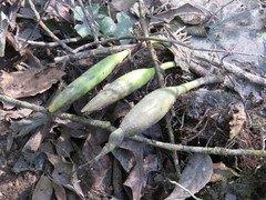 Prosthechea pterocarpa