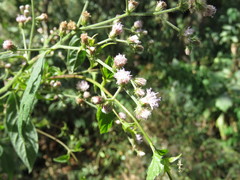 Vernonanthura patens