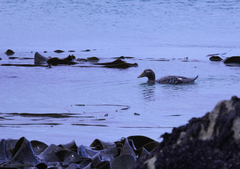 Tachyeres brachypterus