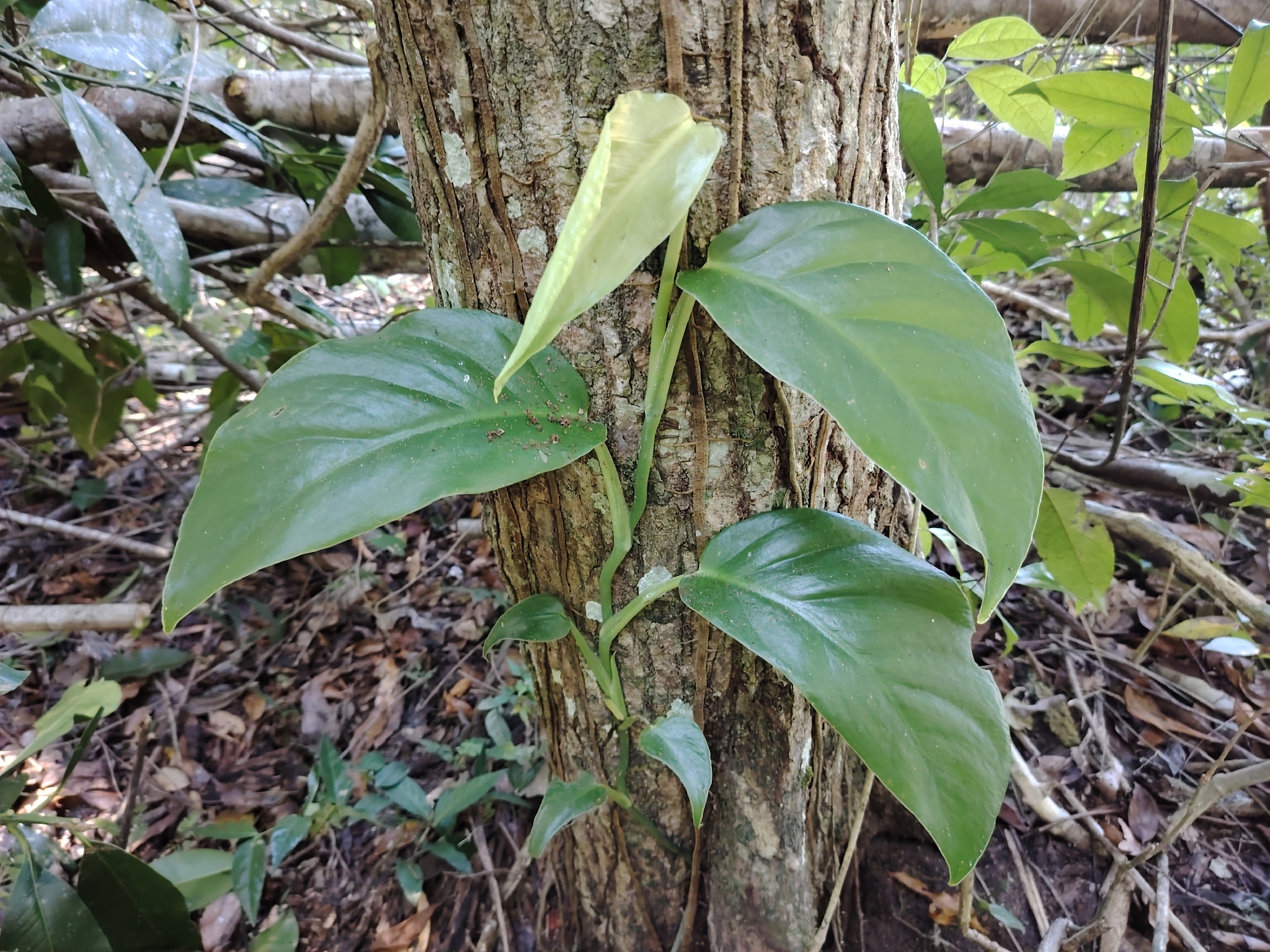 Imagem de Monstera acuminata